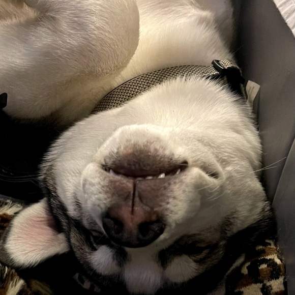 Meet your Posher, Tj - Picture 5 of 10